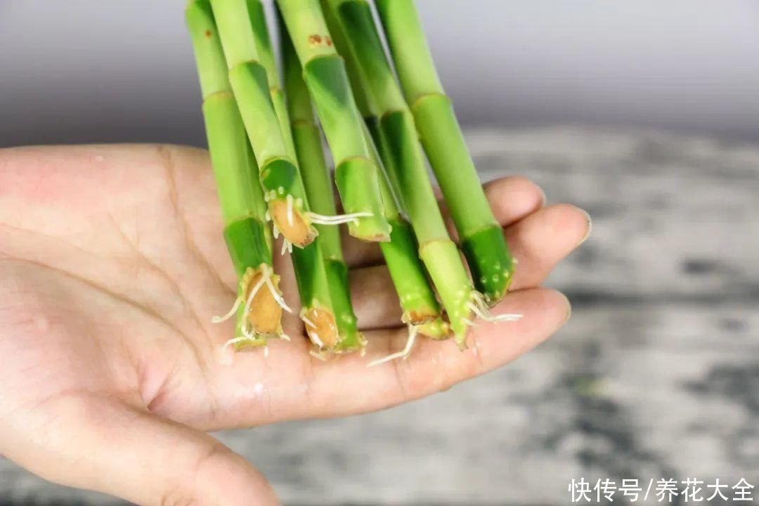 给花浇水掺点白醋，植物根比萝卜还粗，健壮不黄叶