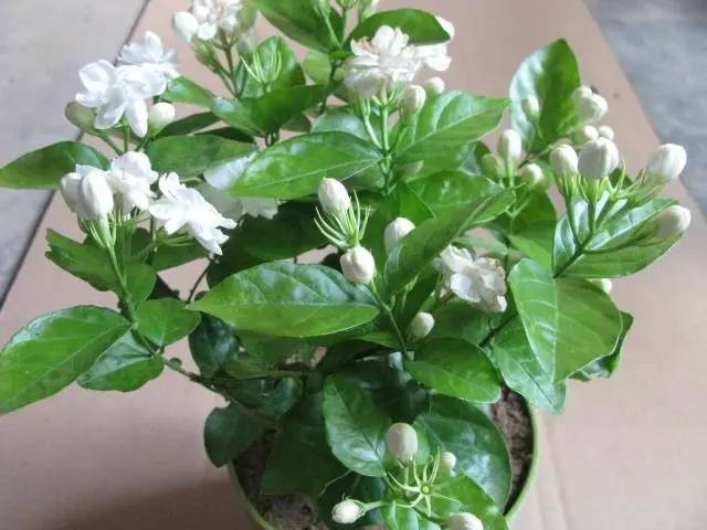 给花浇水时加点它,叶子油绿开花猛,比啥肥料都管用