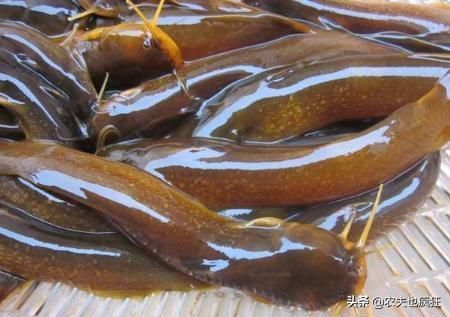 马蜂|俗称“水蜂子”,我国特有的冷水鱼,1年长不到1两,却卖200元1斤