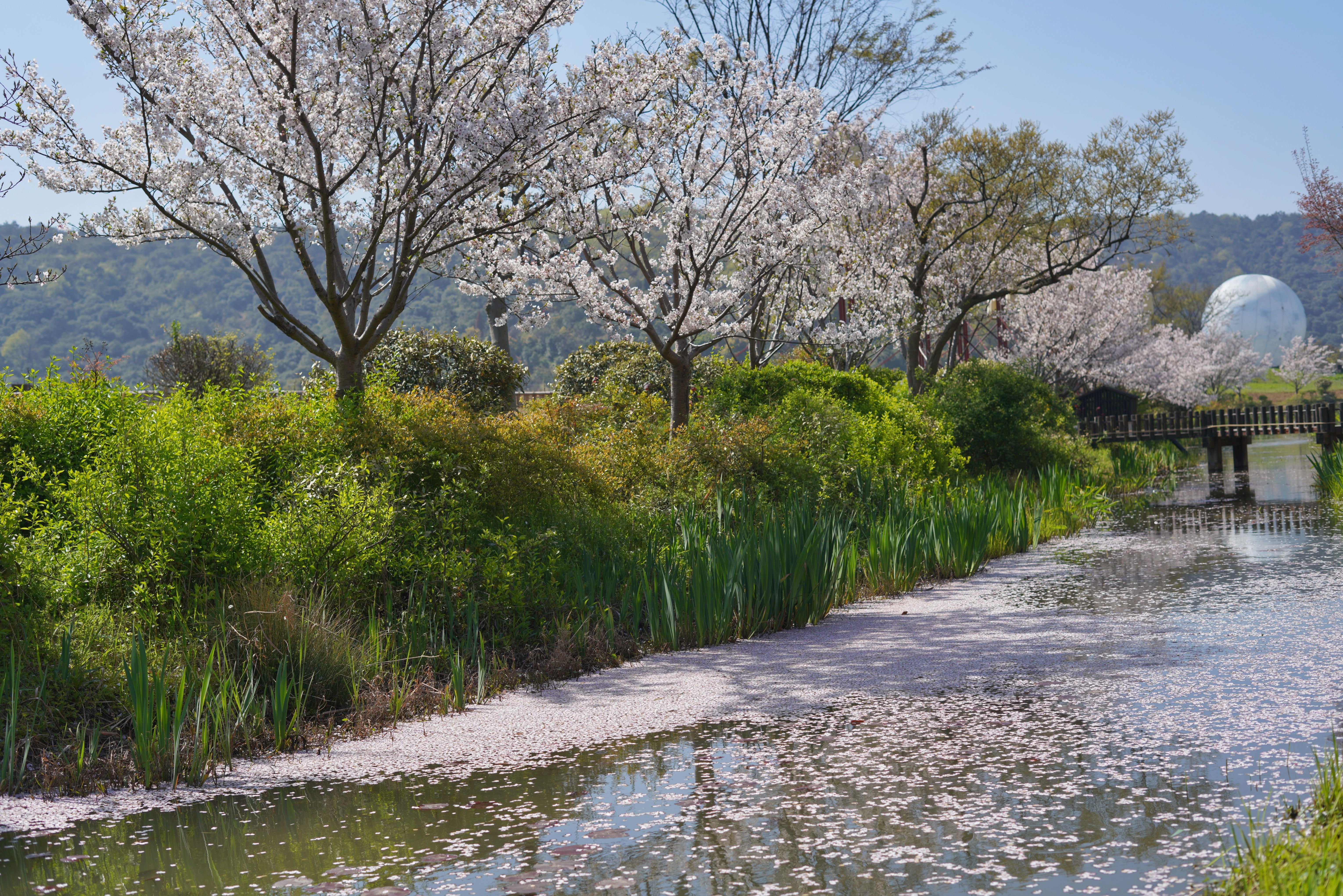 赏樱胜地拈花湾，带你“梦回大唐”