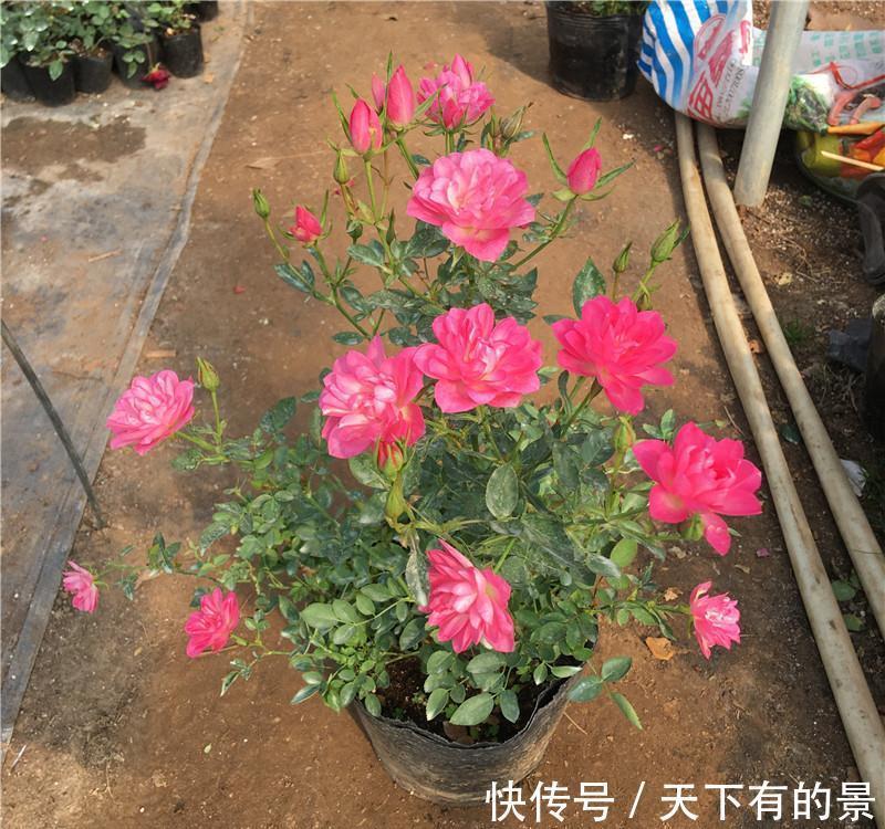 此花号称“开花机器”,居家盆栽牢记4点,开花繁殖能力特强