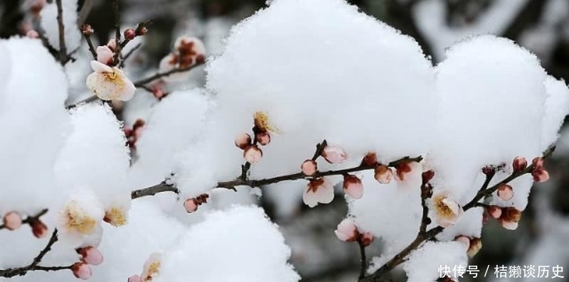 写得极为|陆游78岁时写下的这首咏梅诗,同样很经典,写出了最悲情的梅花