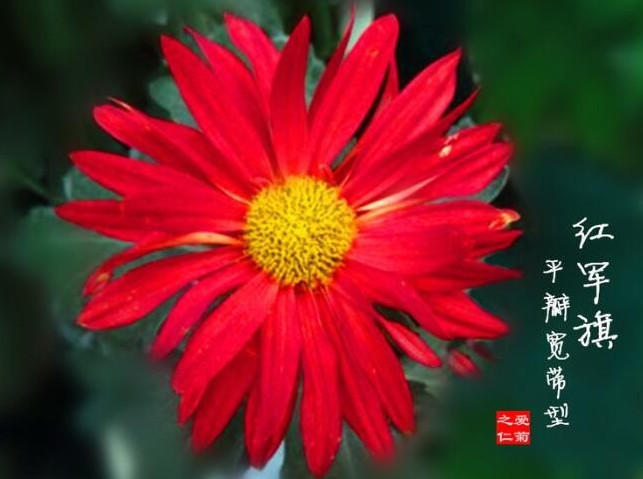 喜欢菊花，不如养盆“稀世名菊”，似艳丽美人，鲜艳淡雅
