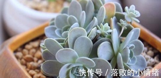 多肉怎么养才能又肥又萌?