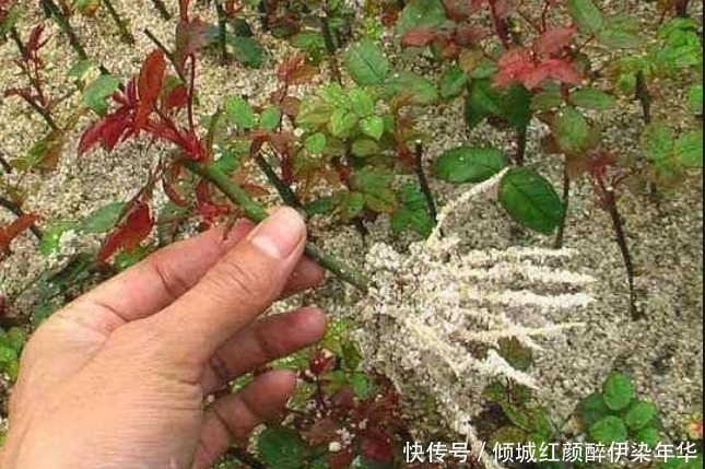 “生根水”不用买家里就有好几种 ,比买的更好用,白根蹭蹭长