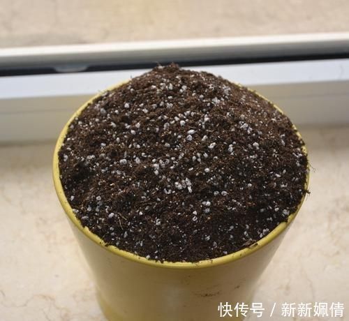 花都|这4种土不能养花,很容易招虫烂根,养啥花都活不久