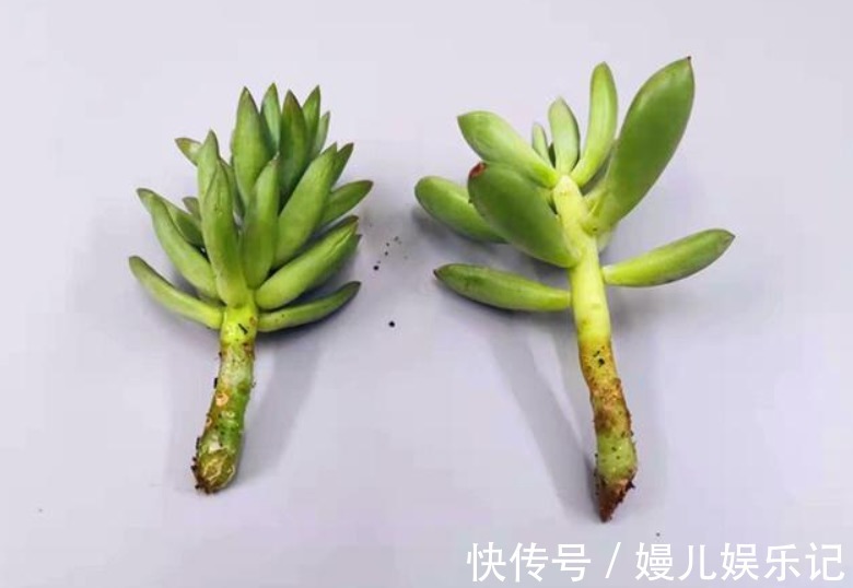 花友们|养多肉千佛手,砍头繁殖简单,叶插成活率高,适合新人练手