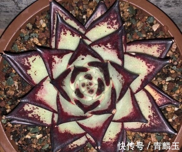 几款大众多肉,适合新手,春天可以入手,放在露台很快出状态