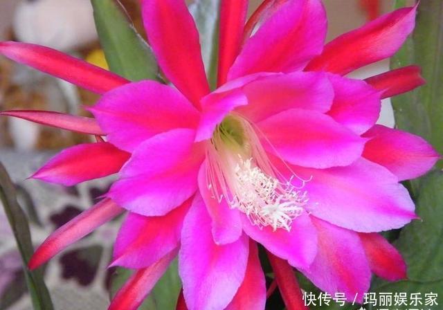 下头|一棵仙人掌，开出“大荷花”，插一根枝条，上头下头都“冒根”