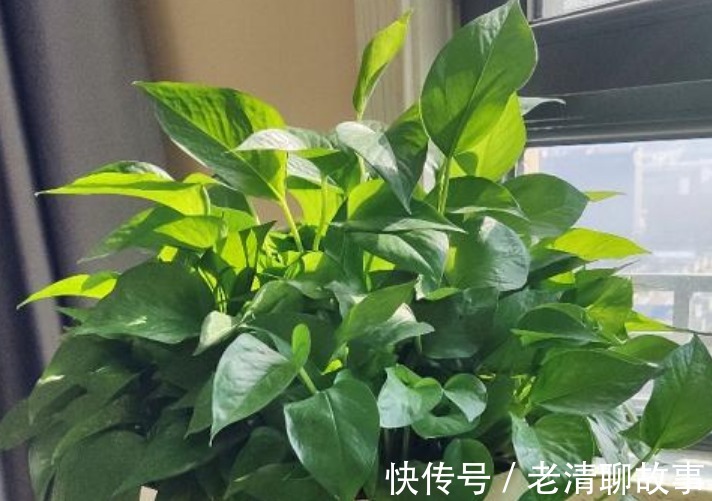 “4种花”超喜欢水,浇水越多长得越快,1个月就能长“爆盆”!