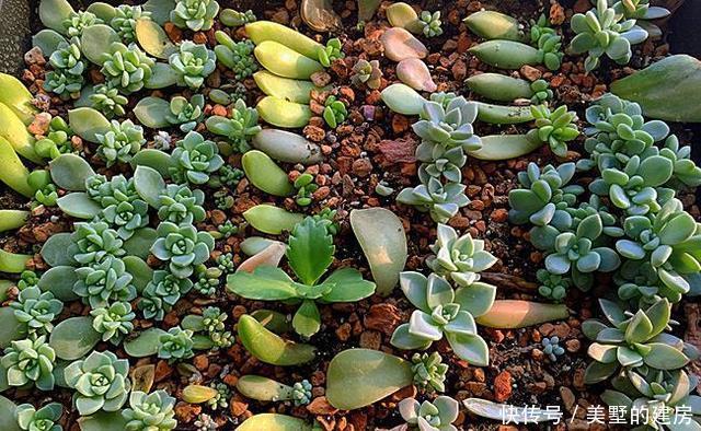 几百个多肉叶片咋扦插?一张纸就插出上百棵多肉