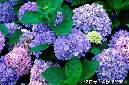 枝繁叶茂|6月养绣球花,三件事趁早做,开出层叠群花,聪明人都做了
