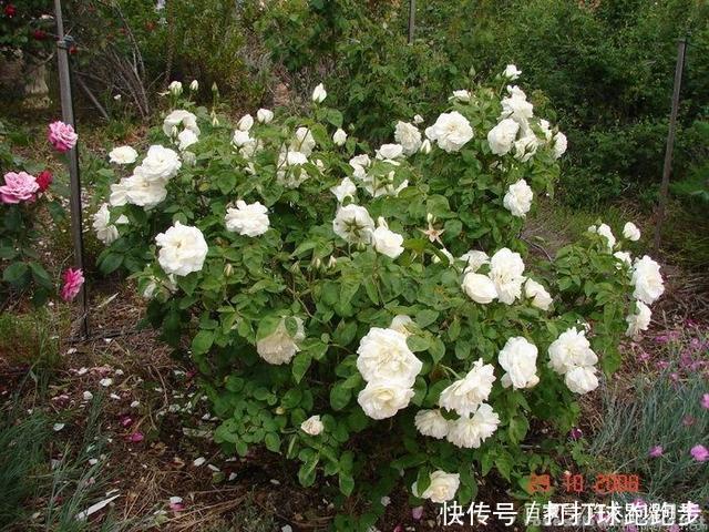 25个拥有中国血统的波旁月季。花朵超大个个丰花,还能爬藤做花墙