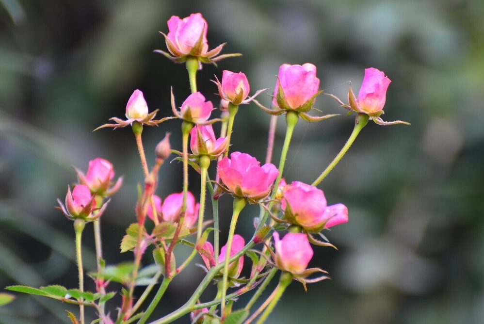 天气转暖，建议少买4种花，观花时间短不说，还难度夏