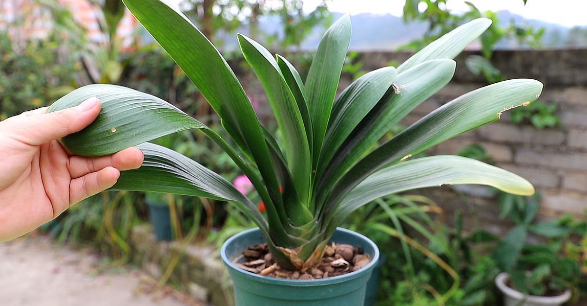 歪七|君子兰摆放,大有“讲究”,3个位置坚决不能放,歪七扭八太难看