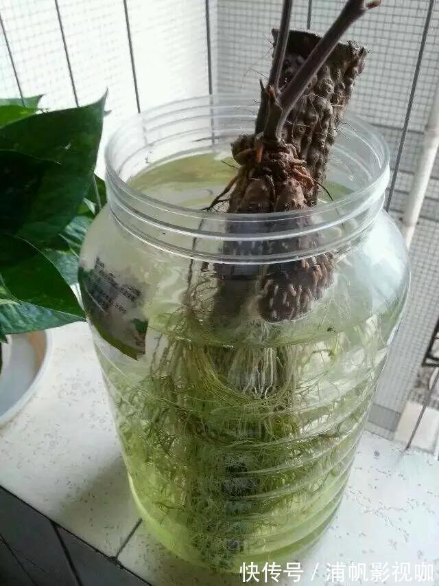 水培|2个月没在家,厨房的菜变成小森林,再也不用买花了!水培蔬菜盆