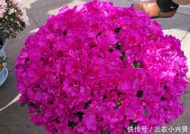  铜钱草|看好了, 就是这五种花! 越浇越爆盆, 一缺水马上就蔫了, 你家有吗