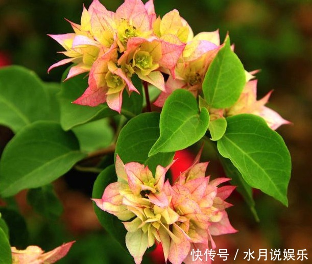 药用价值|特适合养院子里，几种花朵艳丽的开花植物，都可以养很多年