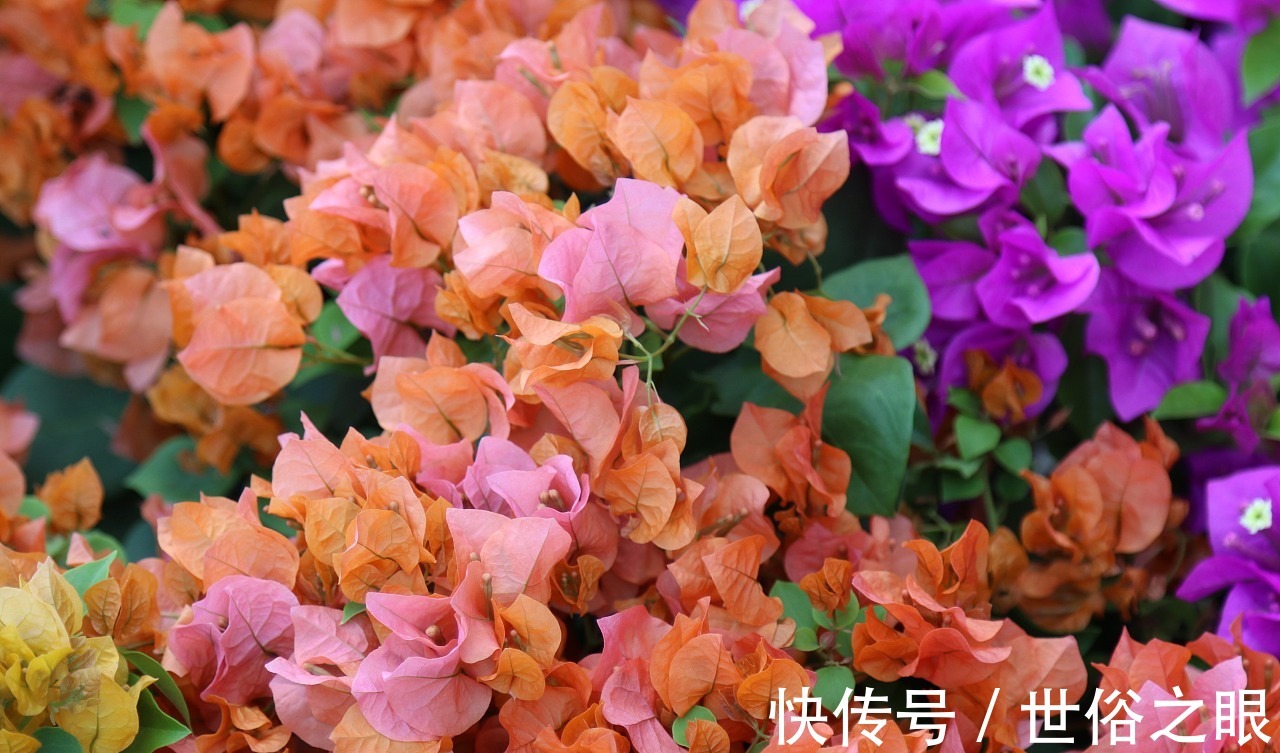 爆盆|喜欢在家中养护花卉,就选择花色多样,花期长,开花爆盆的3种花