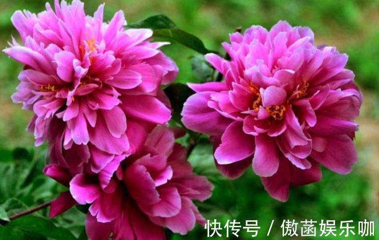 养花|农历8月29日起,养花试试这几款,全年开花不断,一盆看似多盆