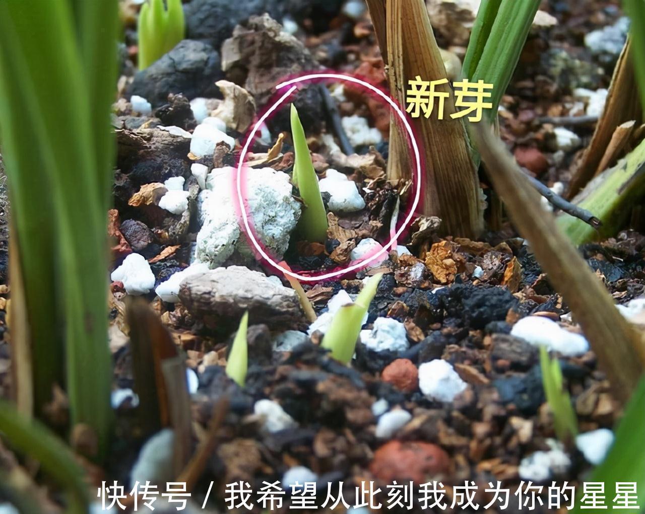 植料|兰花的四个“大误区”，看似有道理，实则很陷阱，别被人忽悠了