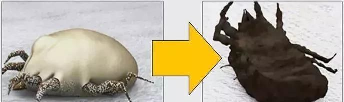  螨虫|床上螨虫成窝，家里老人小孩老过敏，教你1个土法子，让螨虫消失