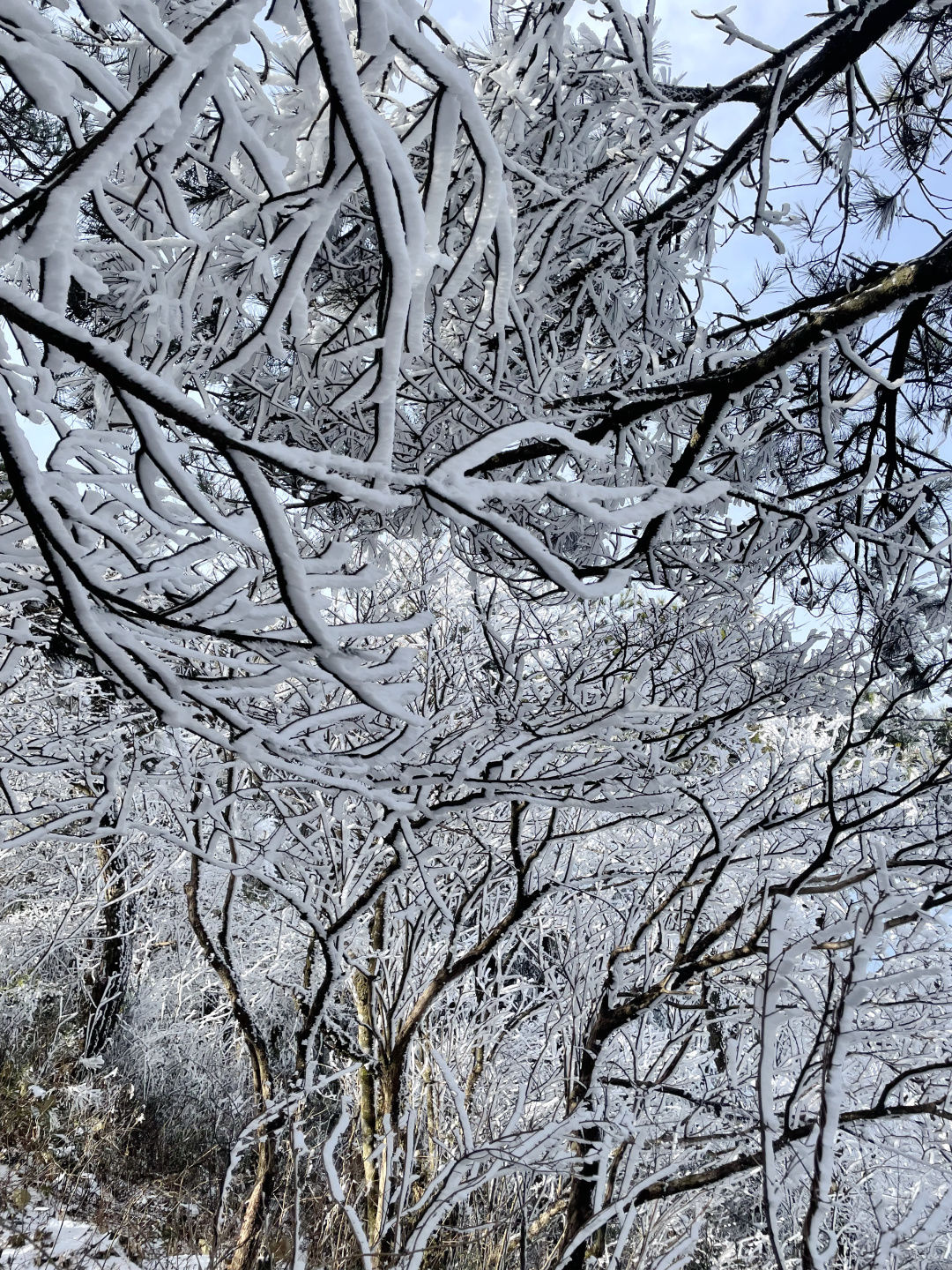 雾凇|景宁敕木山顶雾凇美 新年登高步步高