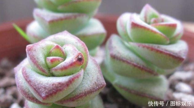 多肉植物钱串子，这样养殖，不出三月长“爆盆”