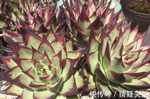 喜欢养多肉得选漂亮好养的,这12款东云系,唯美霸气度夏容易