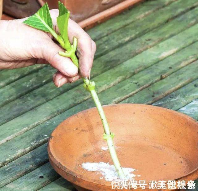 米兰花|温度达到“30度”,2种花还能“扦插”,留下枝条插土里,冒根系