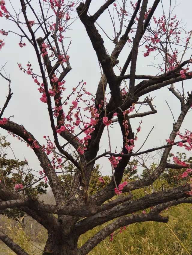 护驾山|青未了｜再游护驾山（陈树彬）