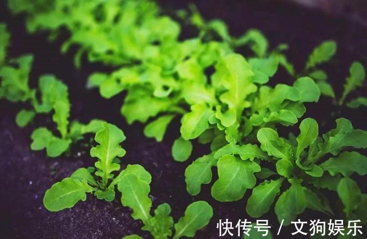 养殖|总用泡沫箱养花种菜,好不好听听过来人怎么说