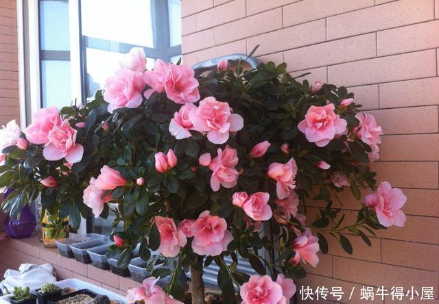杜鹃开完花,春天多修剪,剪了残花剪新芽,整整齐齐大一圈
