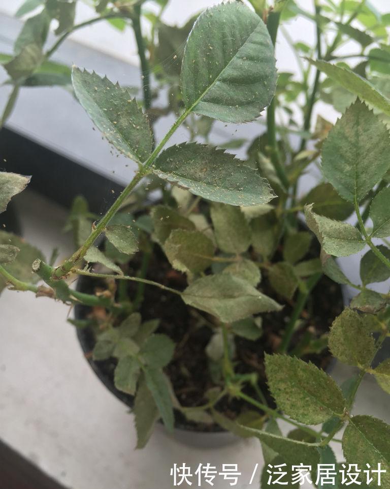 如何避免月季花的病虫害?