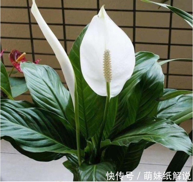 “3种绿植”养家里,漂亮养眼,关键特别好养护,空气清新心情好