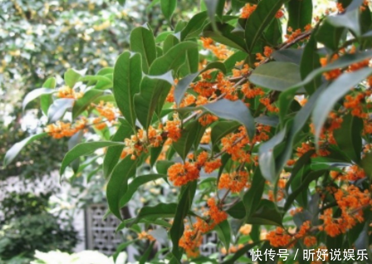 香气|这么养桂花,阳台一小盆就开出大片金黄,香气十里外都能闻到!