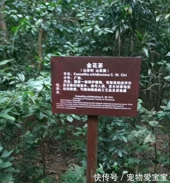 金花茶|正在“灭绝”的稀有茶花，花大如盆，满园飘香，食用观赏两不误