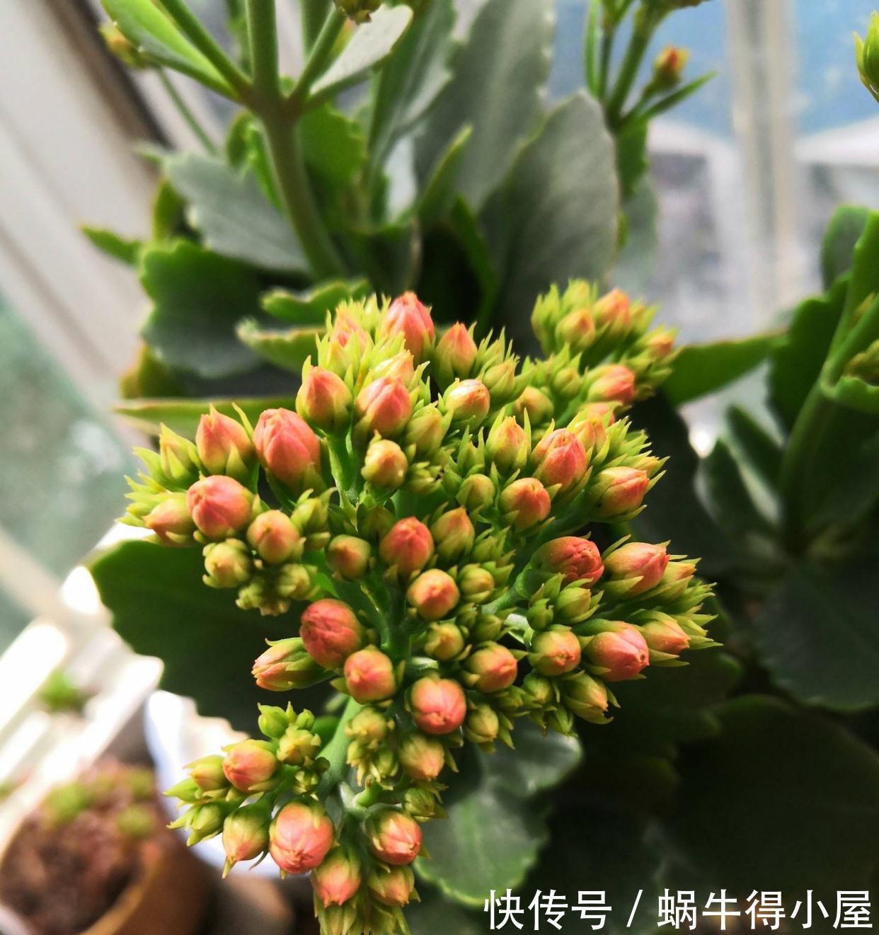 长寿|秋天阳台养一盆花，株型小、花量大、花色多种，喜庆美观好养