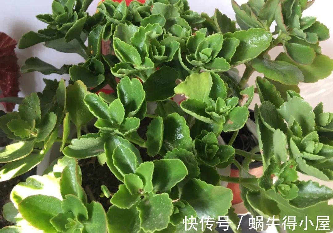 花苞|初秋8种花不能剪，轻则不开花，严重可能剩空盆