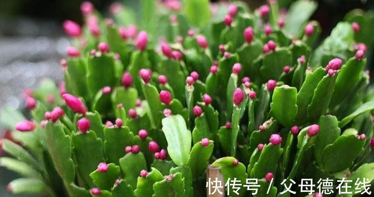 蟹爪兰喜“2种肥水”,每隔30天“喂”1杯,叶片肥厚油亮、开花快