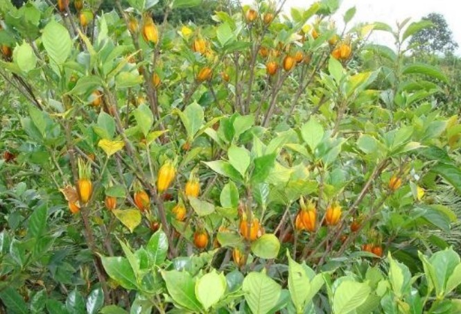 消炎|晚上易失眠多梦用此物泡水，睡前来一杯，缓解失眠抗菌消炎