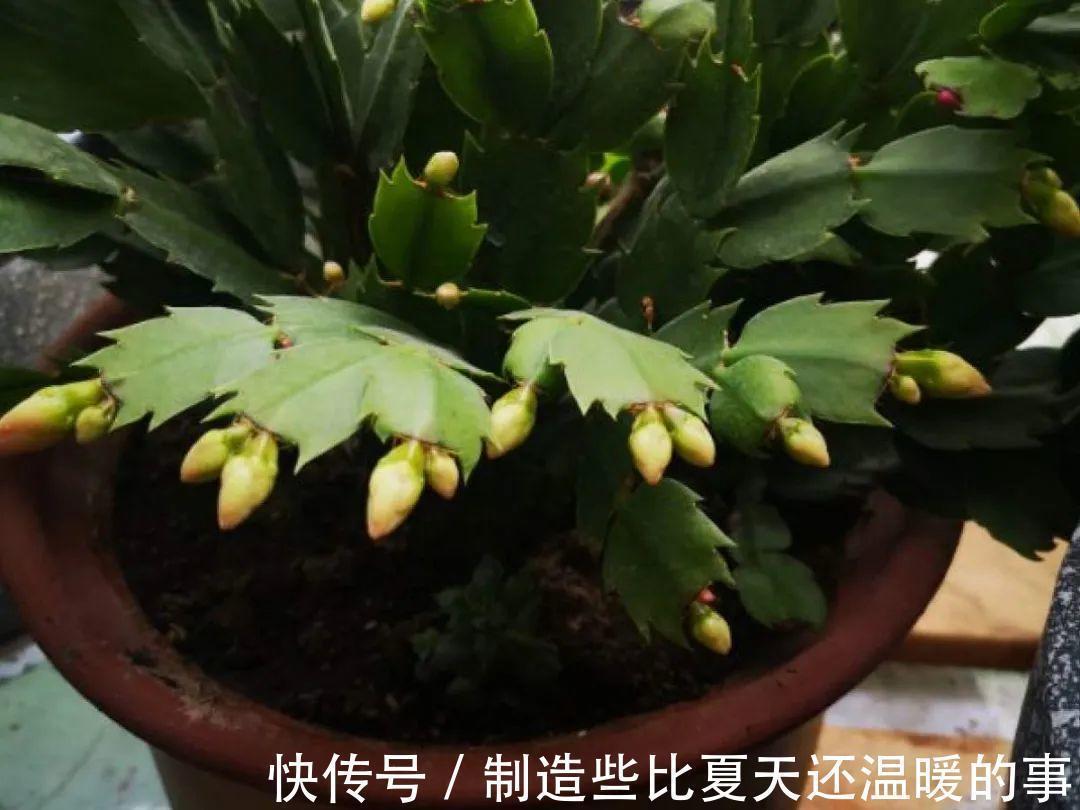 要点|养护蟹爪兰,要注意8个要点,才能开出仙气飘飘花