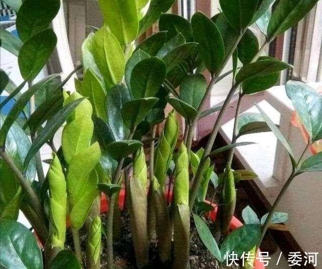 养花万能水,每月用2次,补水补养分,还不用施肥