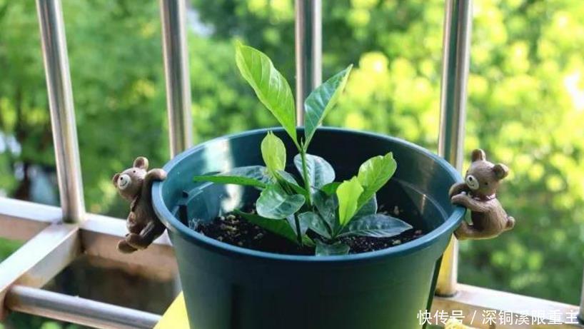 扦插好方法养花繁殖下一代,试试这3招,简单好使