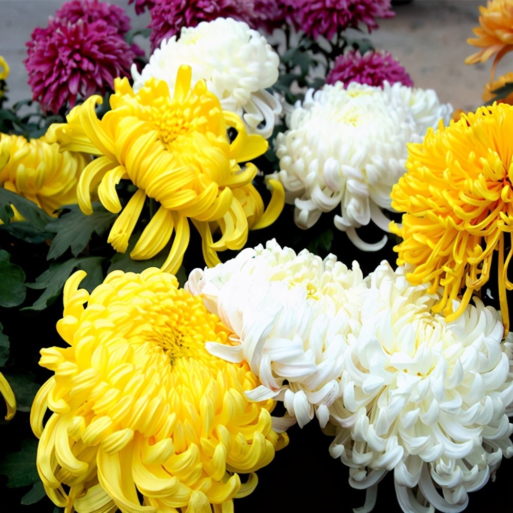 菊花|5种“吉祥花”,古代人也喜欢养,寓意好又富贵,日子越过越舒心