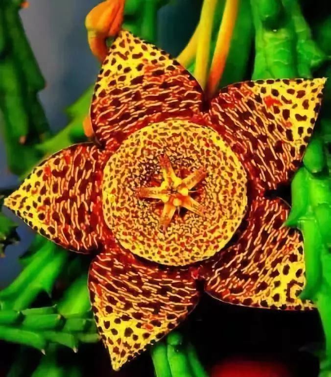 太太太漂亮了,绝对没有见过,发到群里,朋友们会爱死你的!