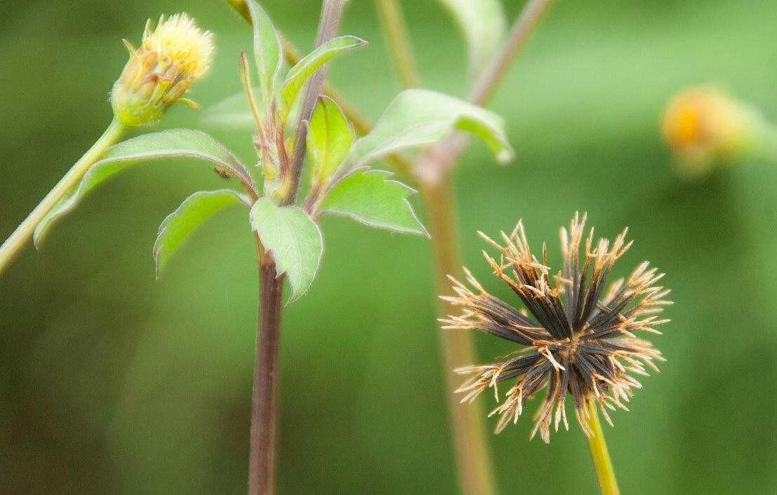 慢性气管炎|农村烂地的“鬼针草”,是治疗高血压的神草,抗癌,你认识吗