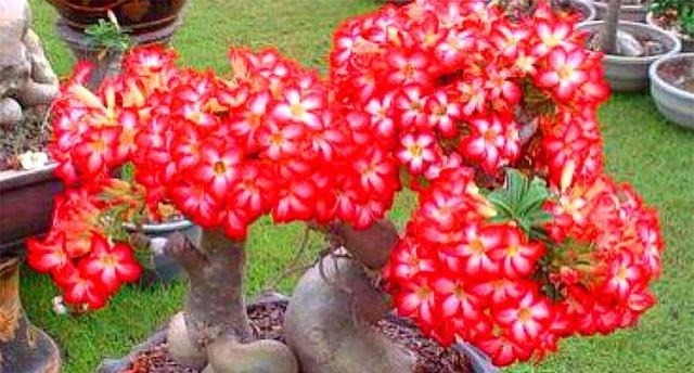 沙漠玫瑰有“4怕”，难怪不开花总烂根，学会了1年花开10个月