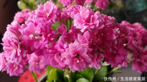 新手养护花卉,掌握3个方面,养出不黄叶不烂根,花开不断的花卉