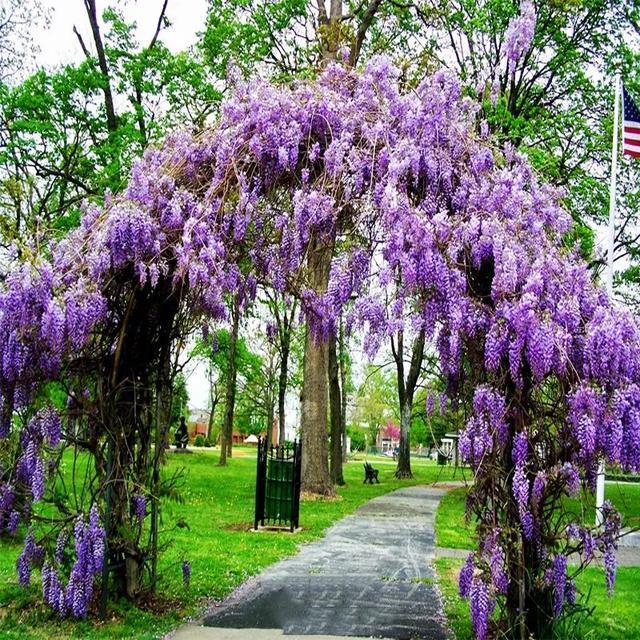 常见的20种有毒花草,有老人、小孩、宠物的家庭千万注意